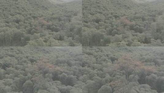 秋天森林大自然树高清在线视频素材下载