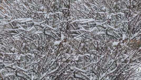 覆盖积雪的树挂高清在线视频素材下载