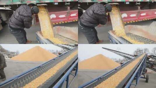 玉米装车售出高清在线视频素材下载