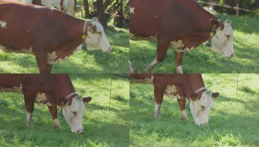 天然牧场奶牛吃草高清在线视频素材下载