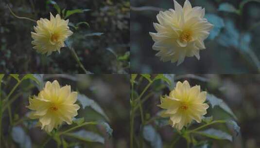 绽放的美丽黄色花朵大丽花高清在线视频素材下载