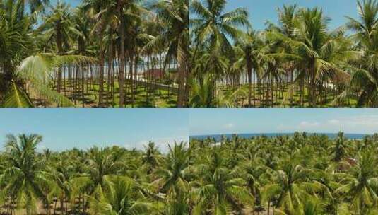 热带海滩，有棕榈树和蓝色的水，鸟瞰。夏季和旅行度假概念。菲律宾锡亚高。高清在线视频素材下载