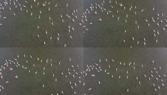 清澈湖泊中的火烈鸟群高清在线视频素材下载