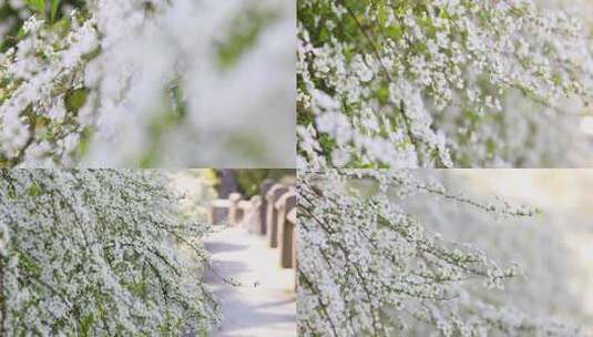 春天雪柳花白色花满枝盛开合集高清在线视频素材下载