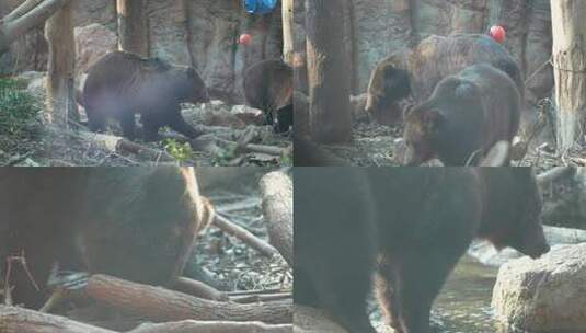 黑熊 动物园 熊 8253高清在线视频素材下载