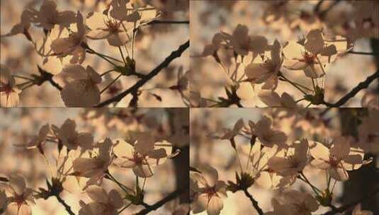 春天夕阳下阳光下逆光的樱花慢镜头高清在线视频素材下载