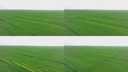 万亩良田 小麦 农作物 谷物 农田高清在线视频素材下载