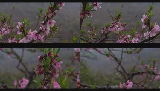 雨后桃花高清在线视频素材下载