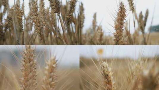 小麦受灾高清在线视频素材下载