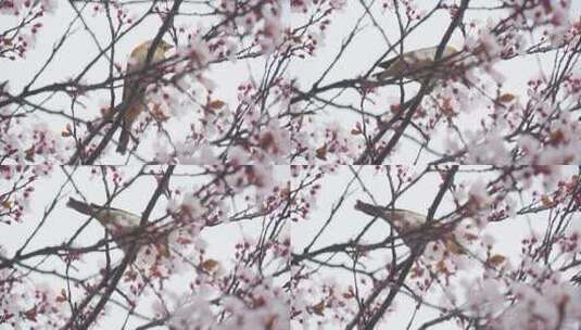 春天公园盛开迎春花榆叶梅紫叶李高清在线视频素材下载