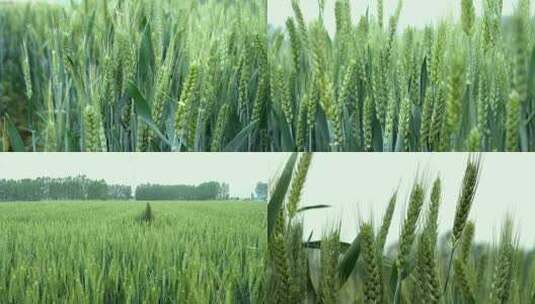 小麦 麦穗 青小麦 小麦灌浆期 粮食高清在线视频素材下载