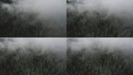 森林晨雾高清在线视频素材下载