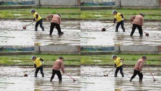 农民撒播水稻种子春天立春雨水芒种小满稻谷高清在线视频素材下载