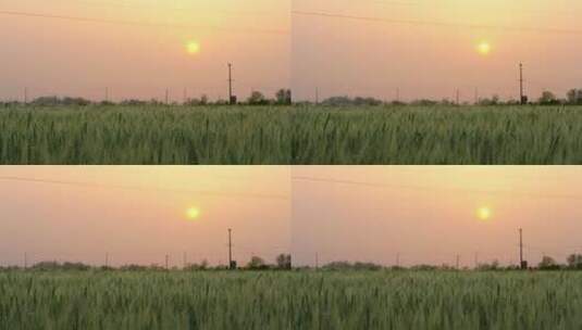 农村小麦田傍晚黄昏实拍镜头高清在线视频素材下载