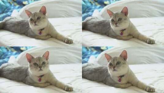 短毛猫躺在白色床上高清在线视频素材下载