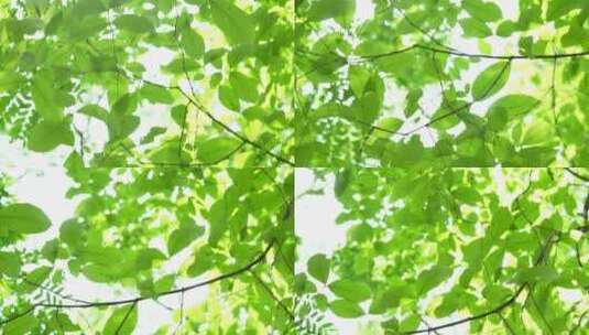 微风拂面的树叶树枝高清在线视频素材下载