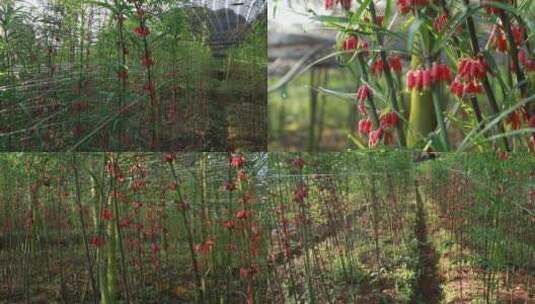 黄精种植基地素材高清在线视频素材下载