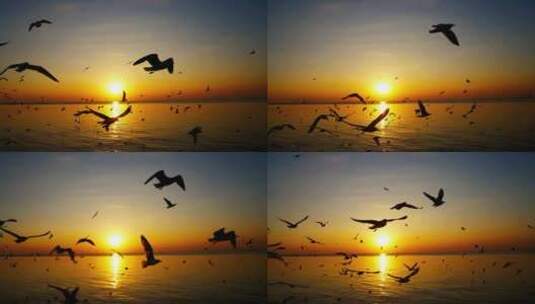 落日夕阳下海鸥在海面飞翔高清在线视频素材下载