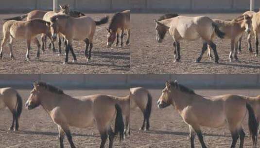 s3新疆野马繁殖研究中心野马行走高清在线视频素材下载