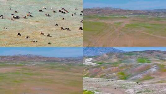 4K航拍新疆阿勒泰萨尔布拉克草原羊群高清在线视频素材下载
