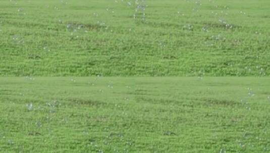 绿色草地上飘飞的泡泡高清在线视频素材下载