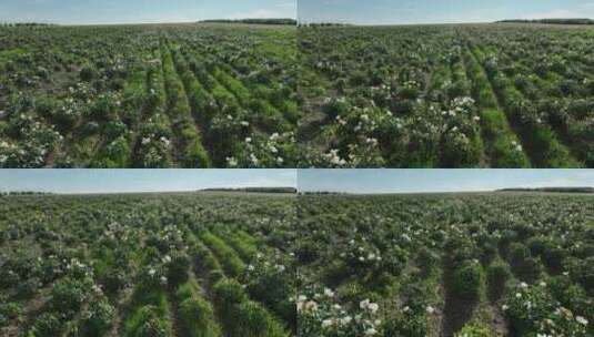 航拍中草药种植基地芍药花田野高清在线视频素材下载