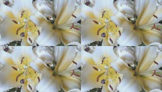 3821_白花带黄，俯视高清在线视频素材下载