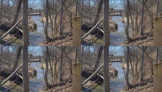 小溪边的枯树高清在线视频素材下载