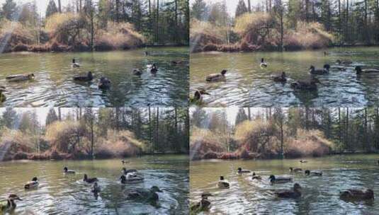 一群鸭子在池塘里游泳高清在线视频素材下载