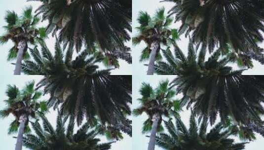 棕榈树和椰子树并排高清在线视频素材下载