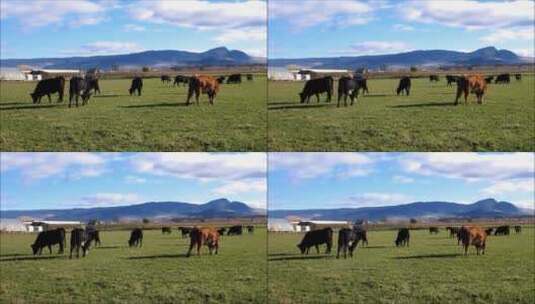 奶牛在农场吃草高清在线视频素材下载