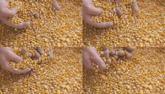 收获的玉米粒特写高清在线视频素材下载