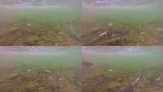 阿拉斯湖的鲑鱼高清在线视频素材下载