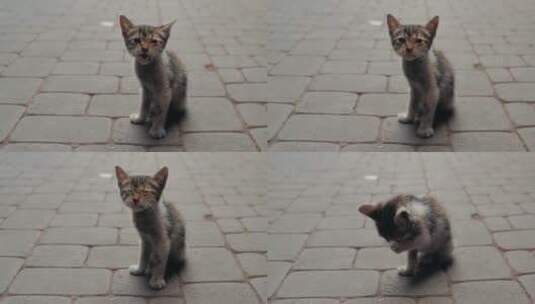 小猫坐在街上小憩高清在线视频素材下载