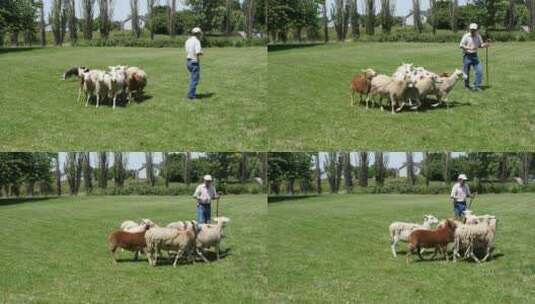 牧羊人训练牧羊犬放牧技能高清在线视频素材下载