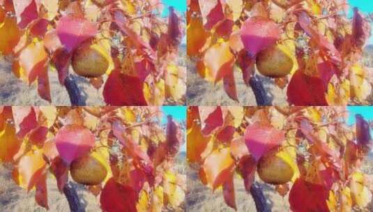 秋天的梨树叶实拍高清在线视频素材下载