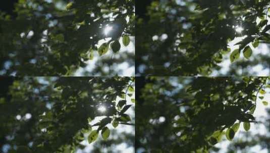 早晨的太阳光穿过树叶高清在线视频素材下载