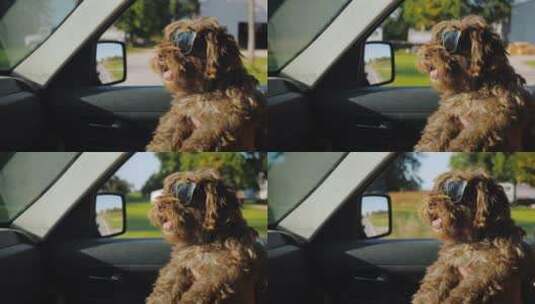 狗狗戴着墨镜坐在副驾驶上高清在线视频素材下载