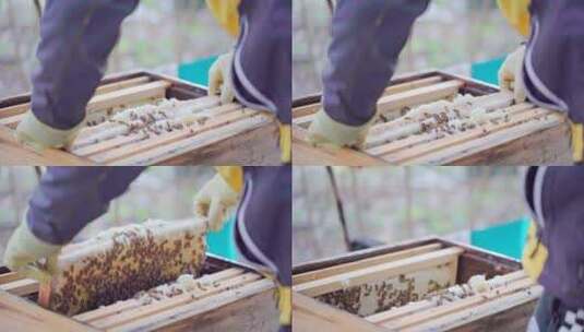 中蜂蜂农查看蜂群高清在线视频素材下载