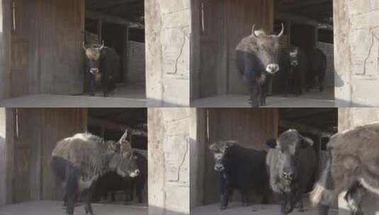 藏牦牛出圈log素材高清在线视频素材下载