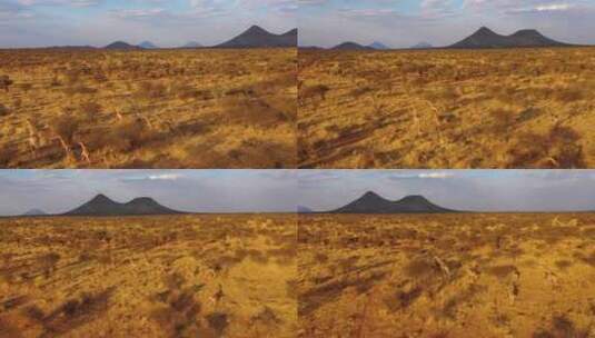 长颈鹿在大草原上奔跑高清在线视频素材下载