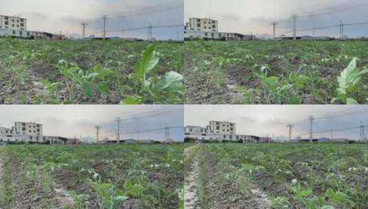 种植西红柿农耕菜田4K实拍视频高清在线视频素材下载