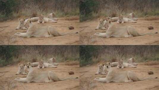 休息的母狮群高清在线视频素材下载