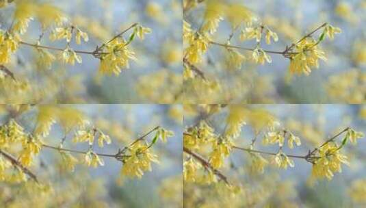 实拍升格北京初春在盛开连翘花丛高清在线视频素材下载