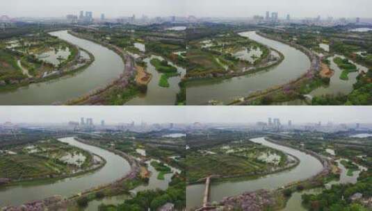 广州海珠湿地紫荆花高清在线视频素材下载