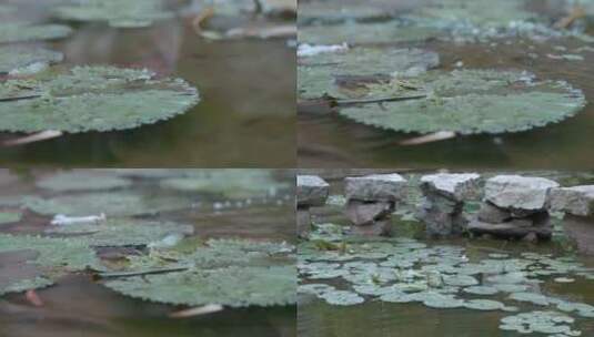 慢镜头石头溅起水花视频睡莲池塘水面涟漪高清在线视频素材下载