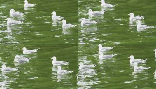 海面一群白色海鸥高清在线视频素材下载