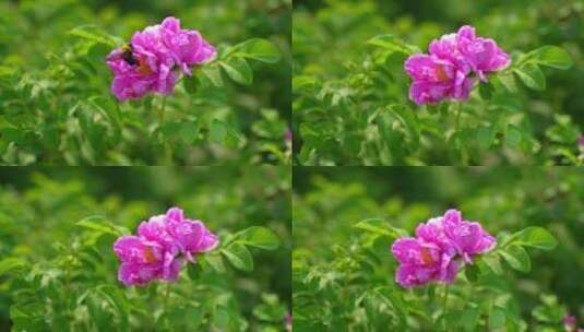 4K花草植物素材——玫瑰高清在线视频素材下载