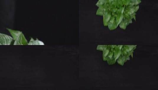 【镜头合集】红花绿叶叶子叶脉叶片环保高清在线视频素材下载