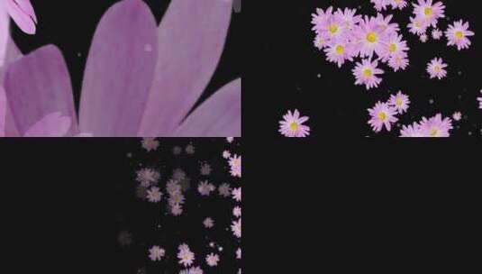 紫色菊花转场03版高清在线视频素材下载